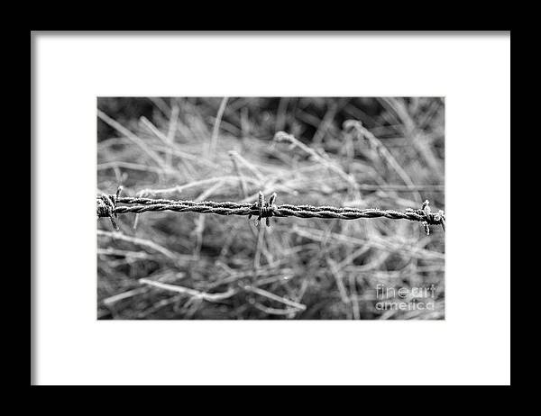 Barbed Framed Print featuring the photograph Frosty Barbs by Daniel M Walsh