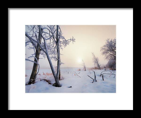  Framed Print featuring the photograph Frosty Covered Trees by Dan Jurak