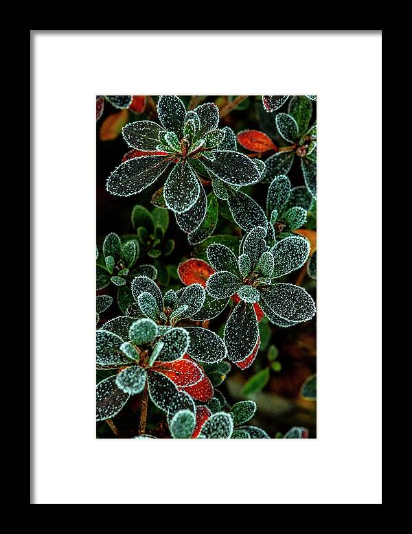 Christmas Framed Print featuring the photograph Frosty Leaves by Matthew Irvin