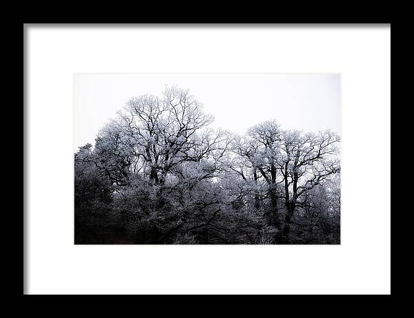 Winter Framed Print featuring the photograph Frosty Trees by Nicklas Gustafsson