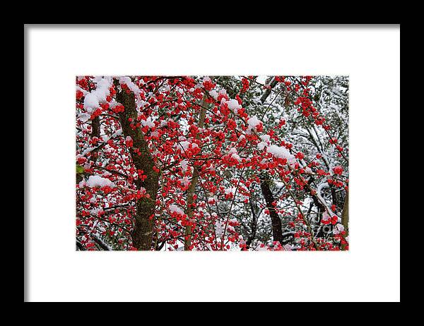 Georgetown Framed Print featuring the photograph Frozen Possumhaw Berries by Bob Phillips