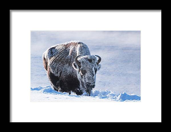 Bison Framed Print featuring the photograph Frozen Bison by Linda Villers