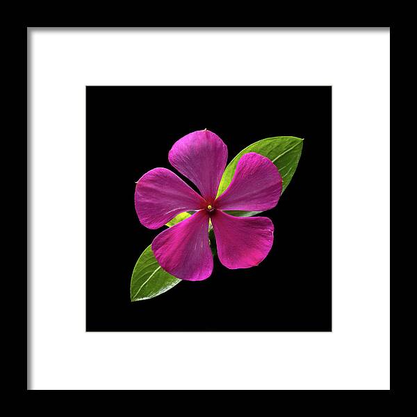 Fuchsia Framed Print featuring the photograph Fuchsia and Green on Black by Kevin Suttlehan