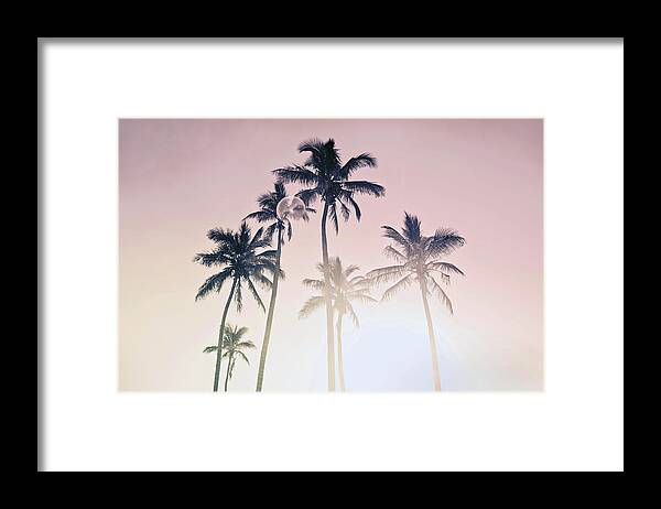 Skyward Palm Trees Framed Print featuring the photograph Fuchsia Palms_05 by Az Jackson