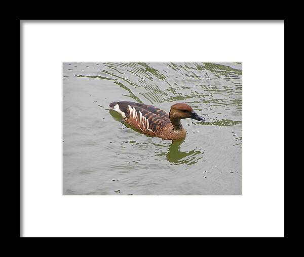 Audubon Zoo Framed Print featuring the photograph Fulvous Whistling Duck by Heather E Harman