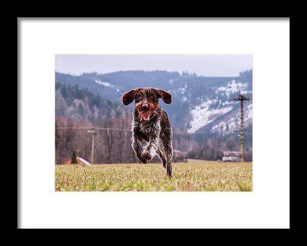 Bohemian Wire Framed Print featuring the photograph Fun face. Hound- Bohemian Wire Haired Pointing Griffon by Vaclav Sonnek
