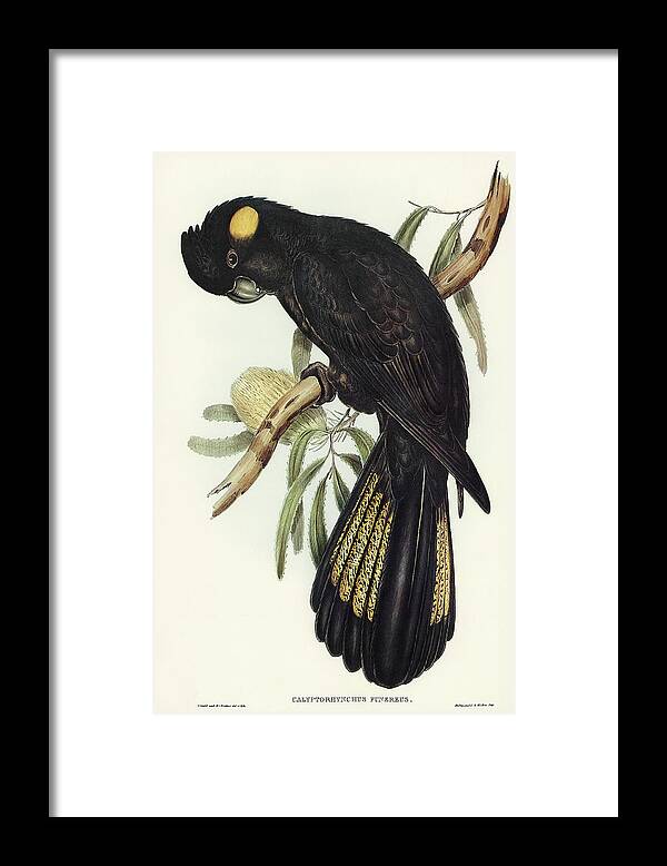 Funereal Cockatoo Framed Print featuring the drawing Funereal Cockatoo, Calyptorhynchus funereus by John Gould