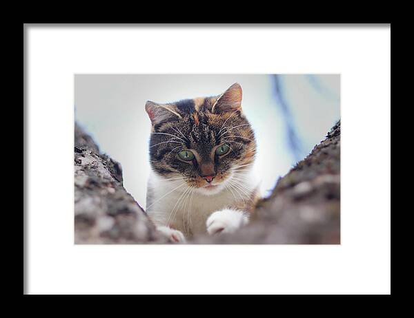 Liza Framed Print featuring the photograph Funny animal head. Suprised face of felis catus domesticus who sits on cherry tree and look down. Soft light. Colored animal head with green eyes. Expression as what the hell is it by Vaclav Sonnek