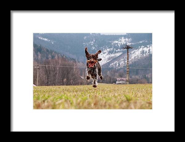 Bohemian Wire Framed Print featuring the photograph Funy face of bitch Hound- Bohemian Wire Haired Pointing Griffon by Vaclav Sonnek