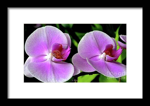 Art Framed Print featuring the photograph Fuchsia Pink Orchids by Jeannie Rhode