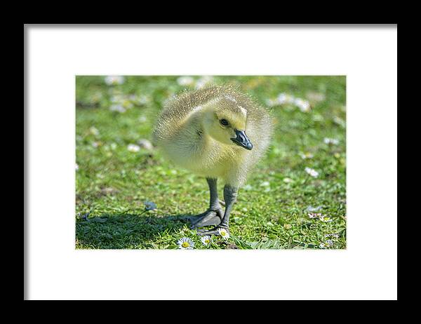 Young Framed Print featuring the photograph Fuzzy by Craig Leaper