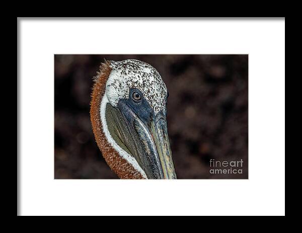 Buccaneer Cove Framed Print featuring the photograph Galapagos Brown Pelican Face Close-up by Nancy Gleason