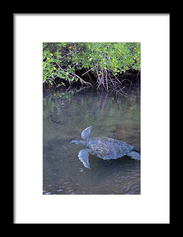 Republic Of Ecuador Framed Print featuring the photograph Galapagos green turtle, Chelonia mydas agassisi, Elizabeth Bay, Isabela Island, Galapagos Islands, Ecuador by Kevin Oke