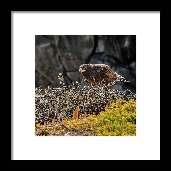 Animal In The Wild Framed Print featuring the photograph Galapagos hawk at nest by Henri Leduc