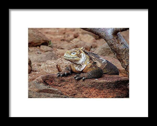 Animals In The Wild Framed Print featuring the photograph Galapagos land iguana by Henri Leduc