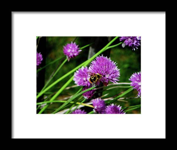 Flowers Framed Print featuring the photograph Garlic Chive by Segura Shaw Photography