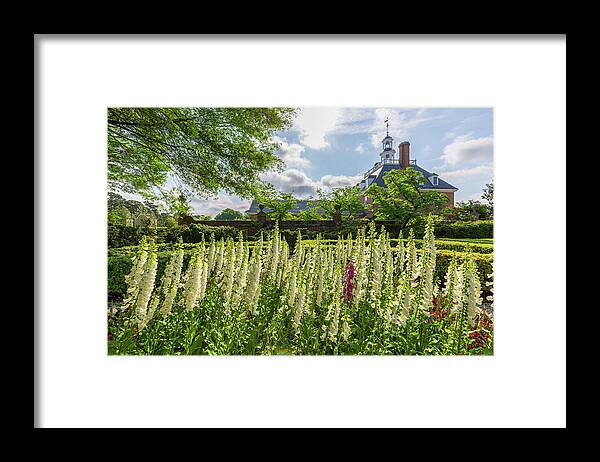 Colonial Williamsburg Framed Print featuring the photograph Garden Flowers at the Governor's Palace by Rachel Morrison