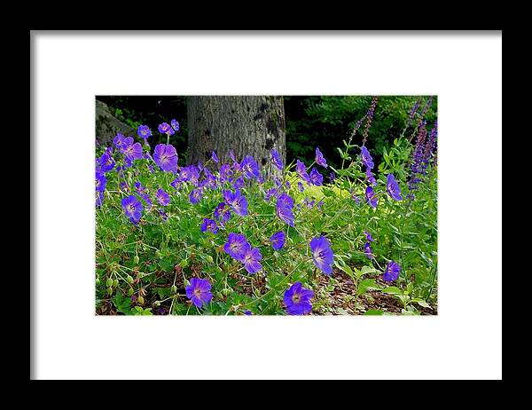 Flowers Framed Print featuring the photograph Garden of Cranesbill by Alida M Haslett