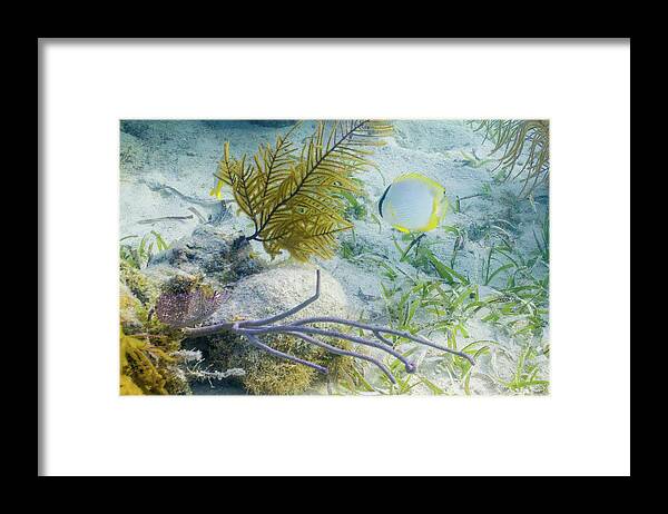 Animals Framed Print featuring the photograph Garden Spot by Lynne Browne