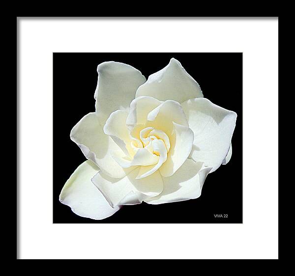 Gardenia Framed Print featuring the photograph Gardenia - Aglow by VIVA Anderson