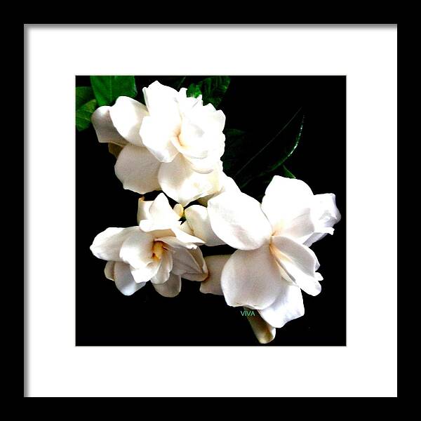 Gardenia Framed Print featuring the photograph Gardenia Bouquet - unframed by VIVA Anderson