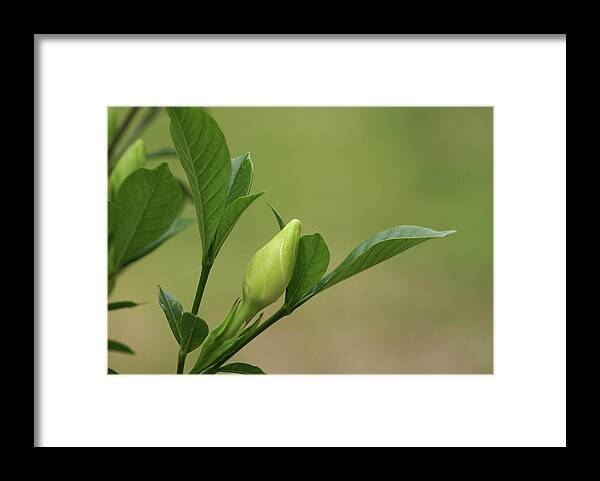  Framed Print featuring the photograph Gardenia Bud by Heather E Harman