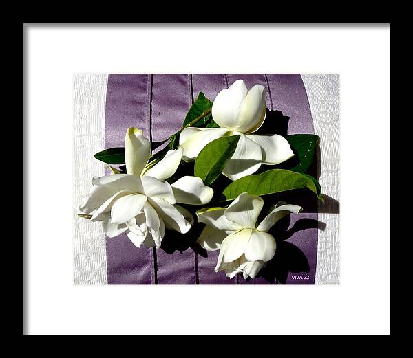Gardenia Framed Print featuring the photograph Gardenia On Purple by VIVA Anderson