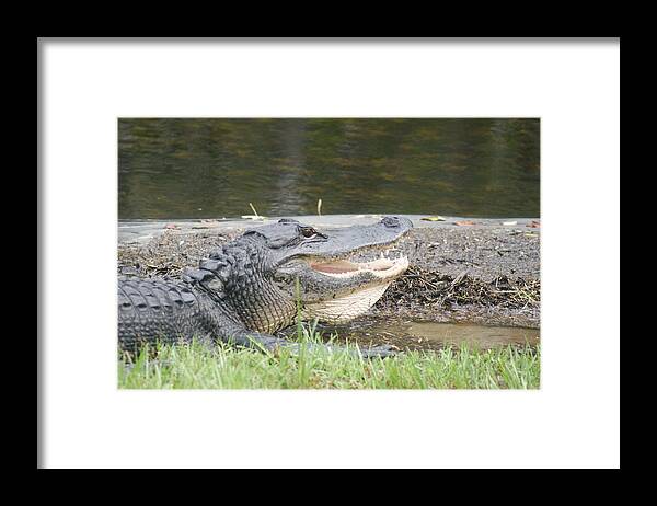 Gator Framed Print featuring the photograph Gator in the Glades by Lindsey Floyd
