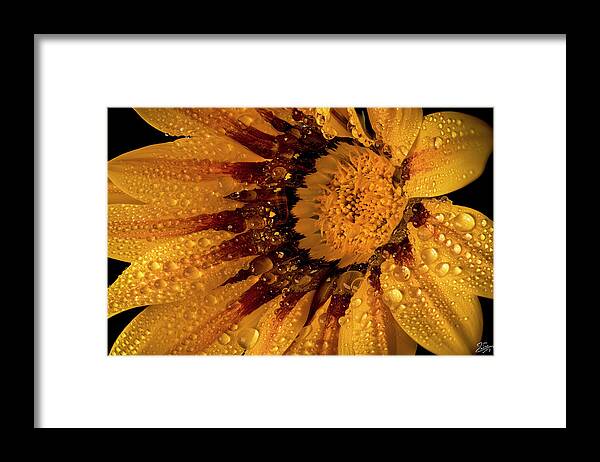 Gazinia With Rainwater Framed Print featuring the photograph Gazinia With Rainwater by Endre Balogh