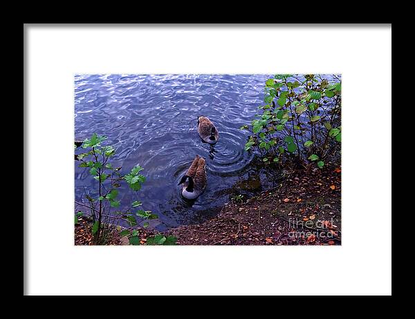 Alkington Woods Framed Print featuring the photograph Geese Alkington Woods by Pics By Tony