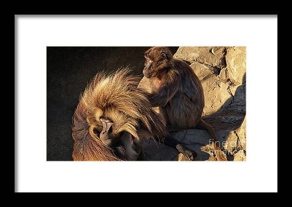 Animals Framed Print featuring the photograph Gelada Baboon Animal Art 16x9 Format by Philip Preston