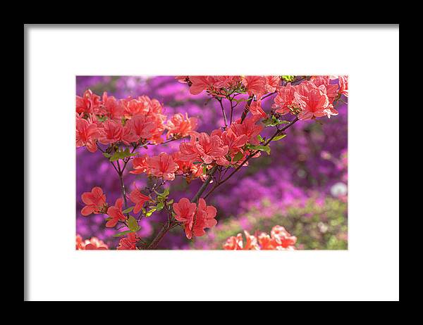  Framed Print featuring the photograph Gentle Red Of Rhododendron Kaempferi 3 by Jenny Rainbow