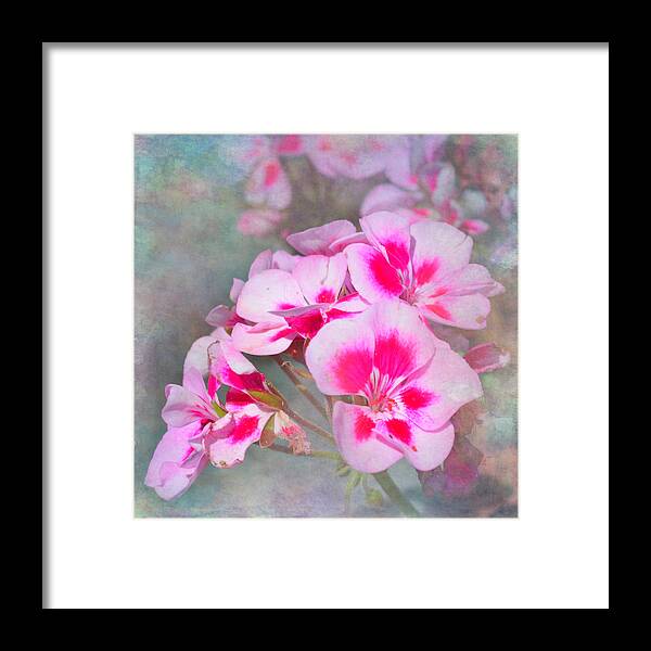 Pink Geraniums Framed Print featuring the photograph Geranium Floral Design by Aimee L Maher ALM GALLERY