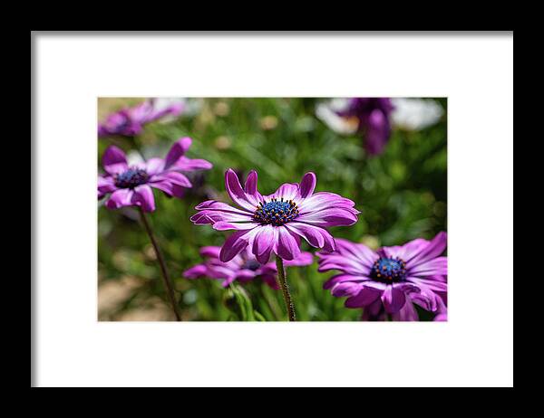 Bloom Framed Print featuring the photograph Gerbera Daisy in May by Jeff Severson