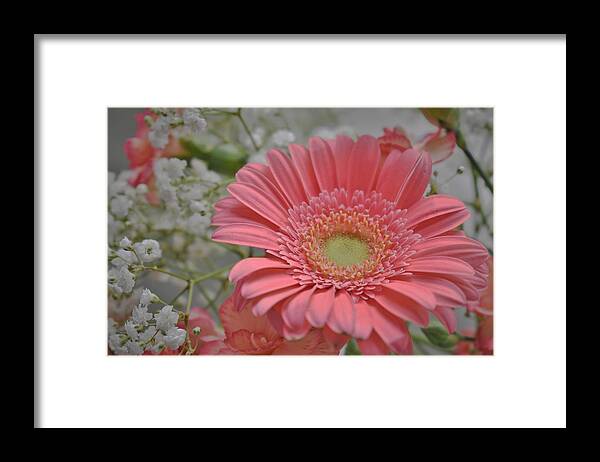 - Gerbera Daisy - Pink 2 Framed Print featuring the photograph - Gerbera Daisy - Pink 2 by THERESA Nye