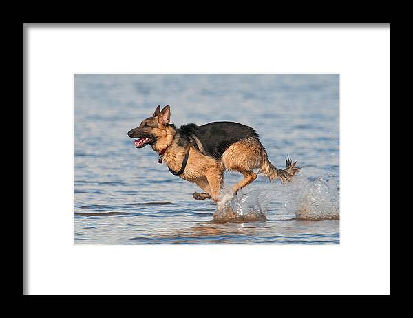 Pets Framed Print featuring the photograph German Shepherd by Colin Carter Photography
