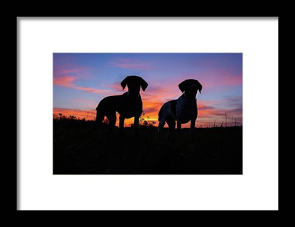 German Shorthaired Framed Print featuring the photograph German Shorthaired Pointers by Brook Burling