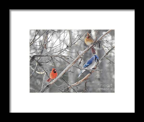 Cardinals Framed Print featuring the photograph Getting Along by Eunice Miller