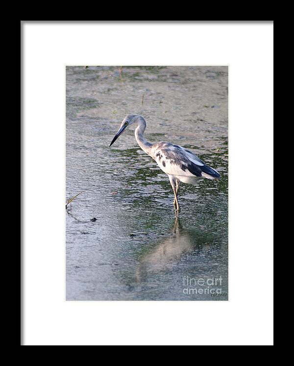 Juvenile Little Blue Heron Framed Print featuring the photograph Getting There by Hilda Wagner