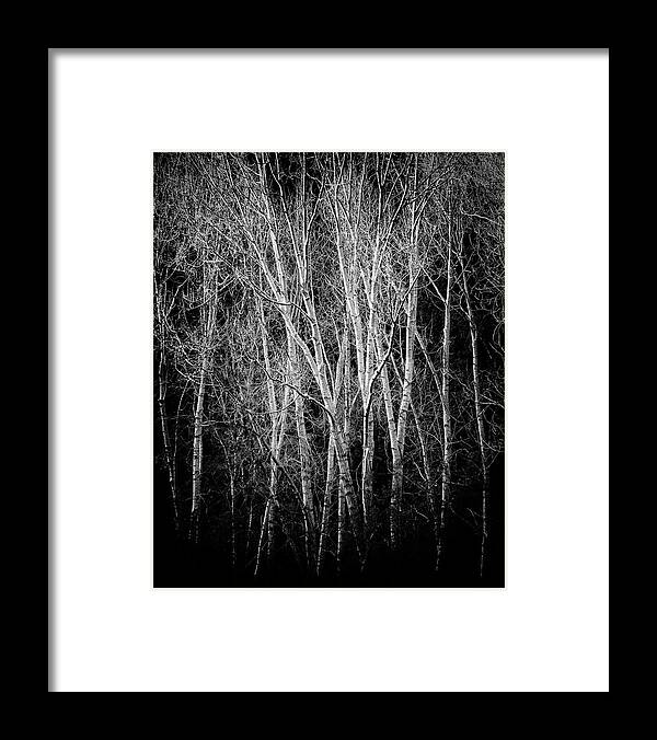 Trees Framed Print featuring the photograph Ghost Aspens by Candy Brenton