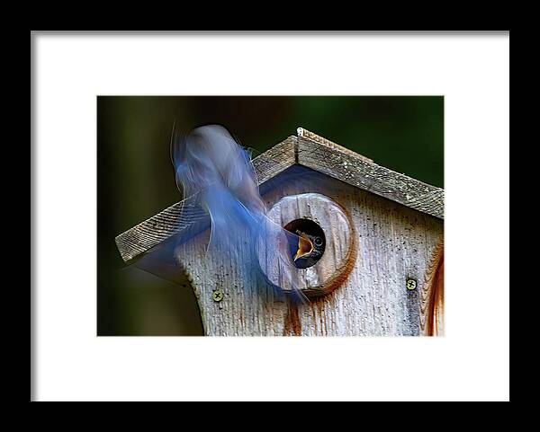 Bluebird Framed Print featuring the photograph Ghost Feeder by Gina Fitzhugh