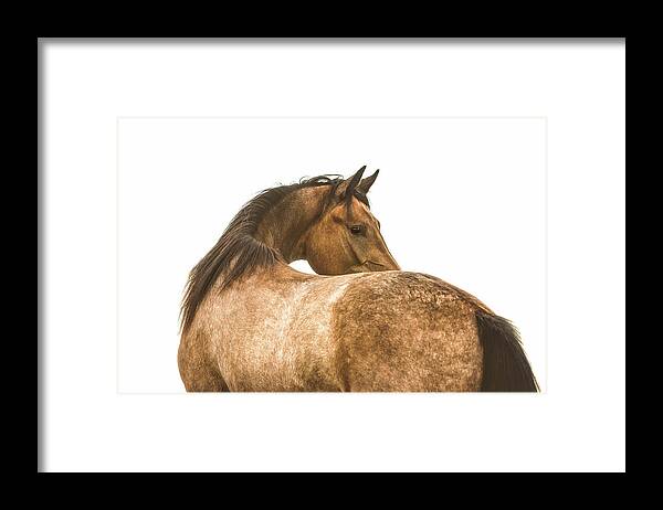 Photographs Framed Print featuring the photograph Ghost - Horse Art by Lisa Saint