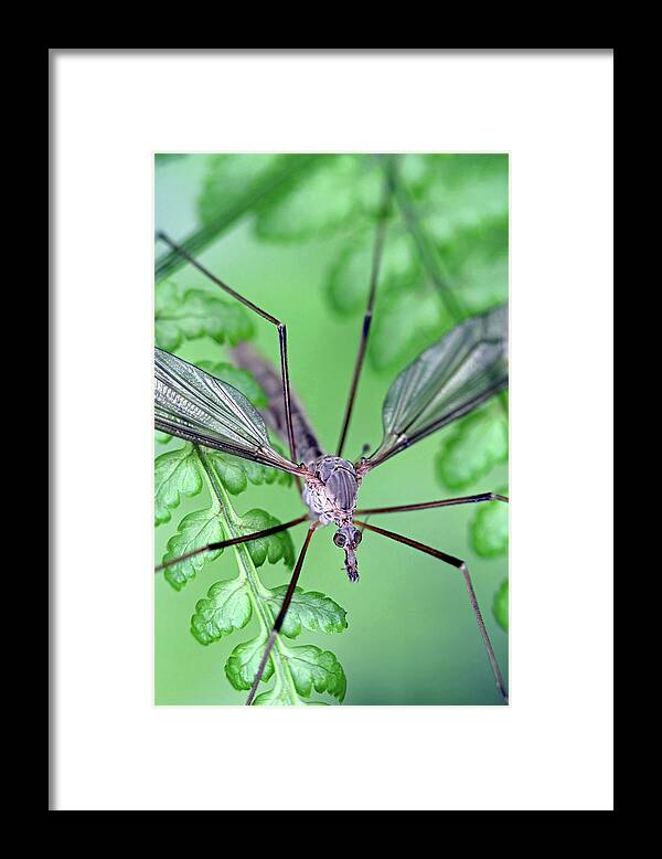 Insects Framed Print featuring the photograph Ghost on a fern by Jennifer Robin