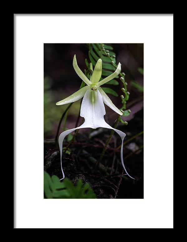 Big Cypress National Preserve Framed Print featuring the photograph Ghost Orchid Survivor by Rudy Wilms