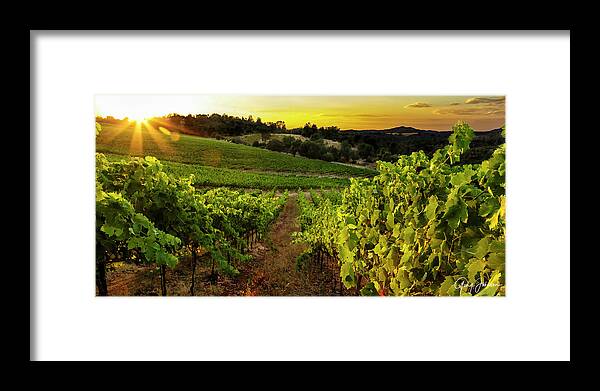 Vineyard Framed Print featuring the photograph Gianelli Vineyard 2 by Gary Johnson