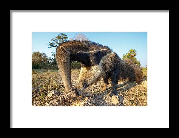 Animal Themes Framed Print featuring the photograph Giant ant eater by Alexandr Sanin