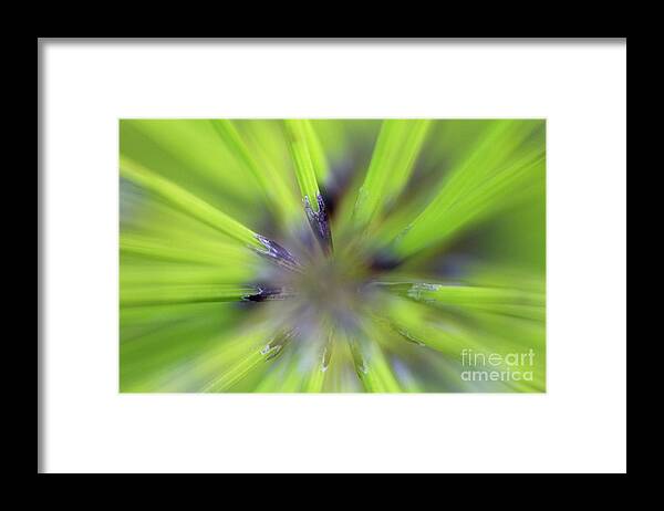 70036568 Framed Print featuring the photograph Giant Horsetail Abstract by Gerard de Hoog