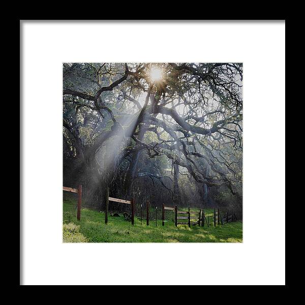 Oak Framed Print featuring the photograph Giant Oak on Santa Rita Creek by Lars Mikkelsen