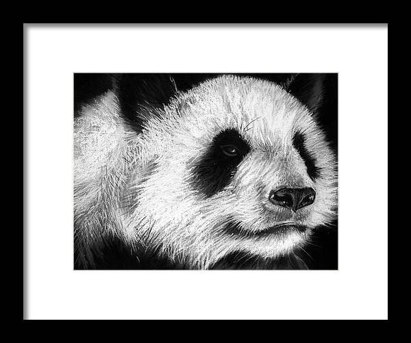 Pastel Framed Print featuring the drawing Giant Panda by Sharlena Wood