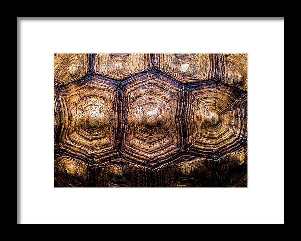 Art Framed Print featuring the photograph Giant Tortoise Carapace by Hakon Soreide